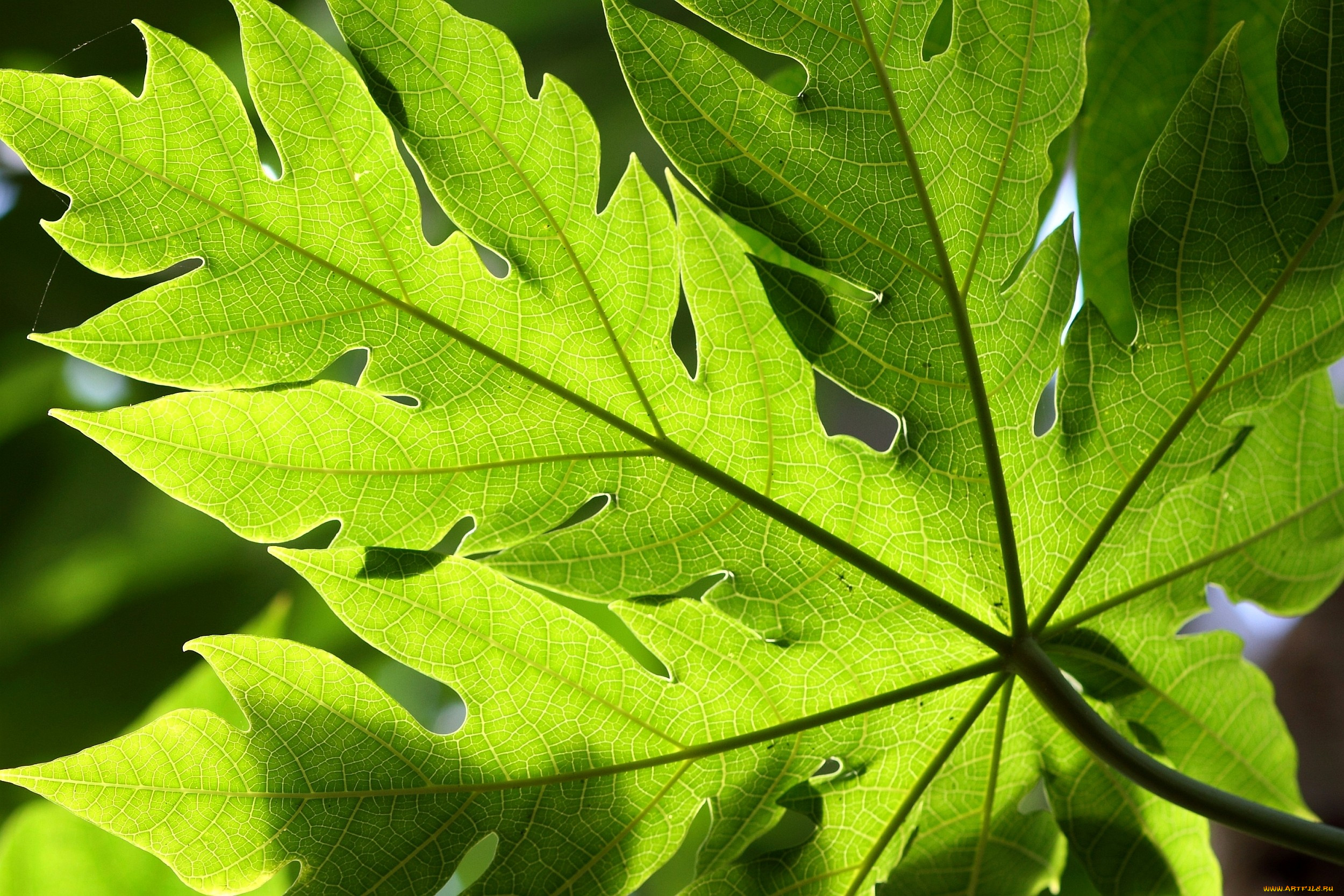 Песня лист зеленый лист резной. Растение с большими резными листьями. Крупный резной лист. Дерево с резными листьями. Резные листья.